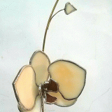 stained-glass-orchid